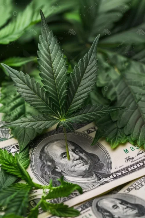 Clubs y Asociaciones de Cannabis Oviedo