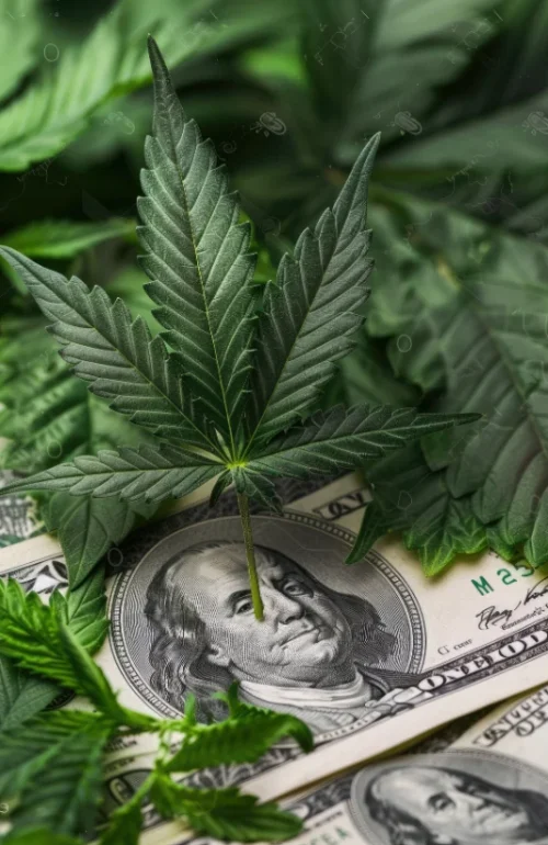 Clubs y Asociaciones de Cannabis Oviedo
