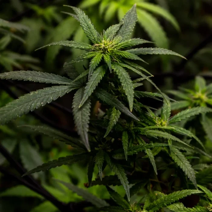 Experiencia Cannabis Madrid
