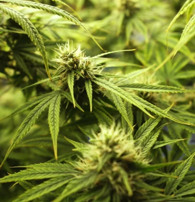 Experiencia Cannabis en Madrid