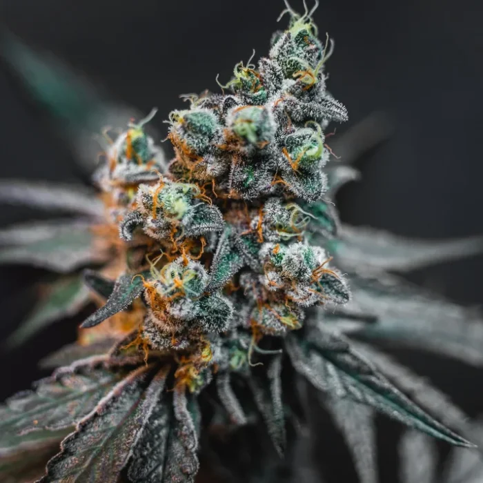 Experiencia cannabica en madrid