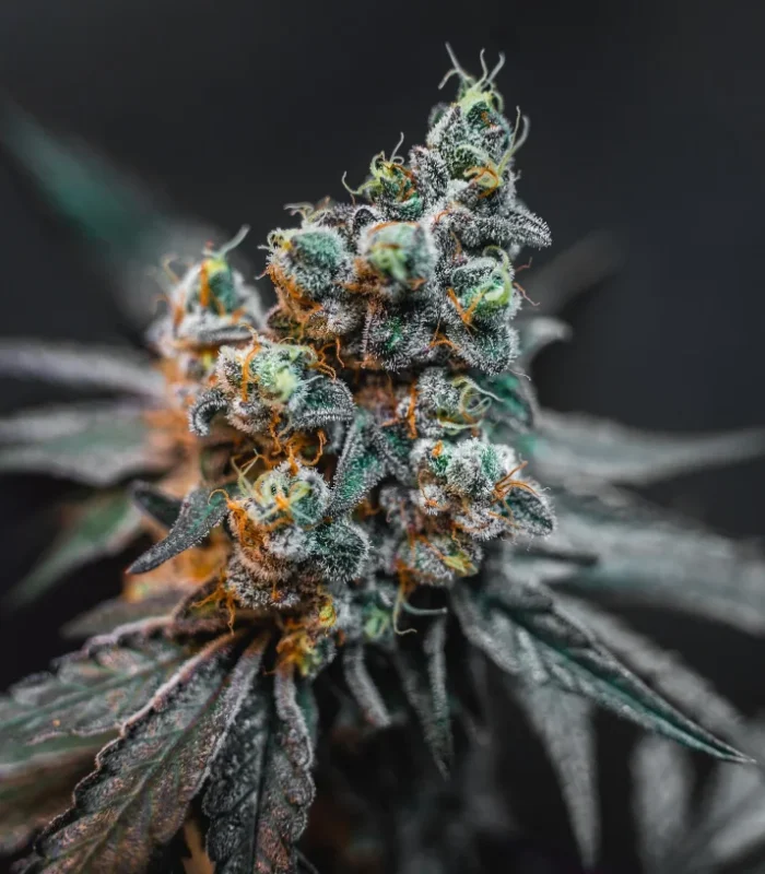 Experiencia cannabica en madrid