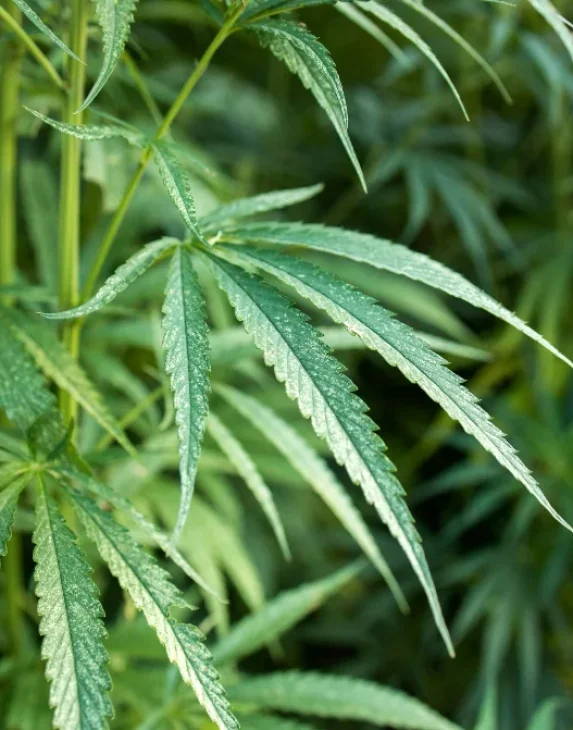 Experiencia de cannabis Madrid