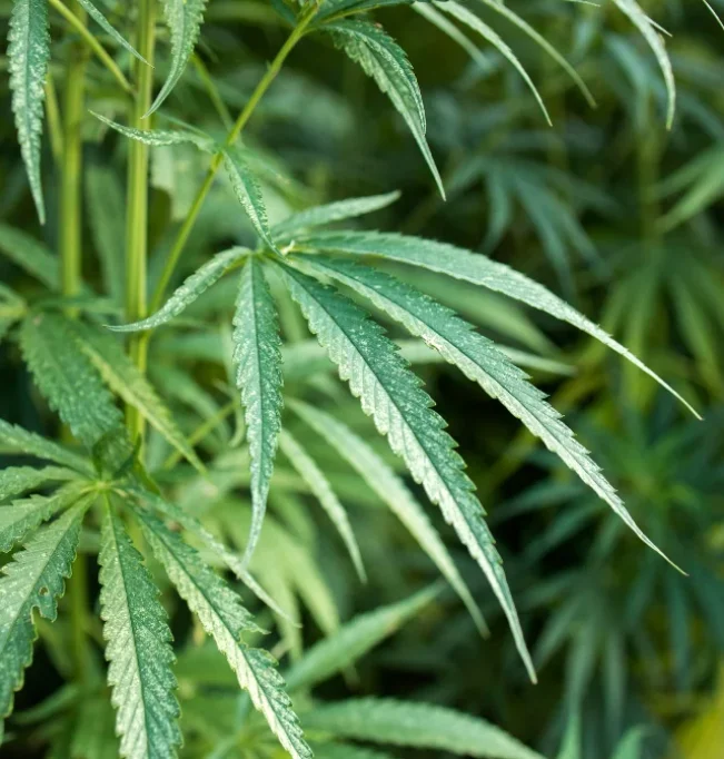 Experiencia de cannabis Madrid