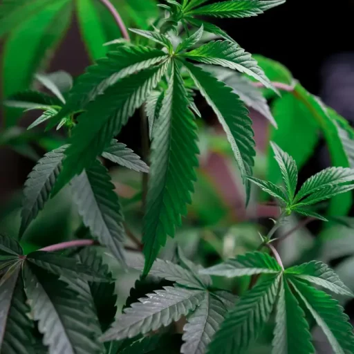 Tipos de Actividades Ofrecidas