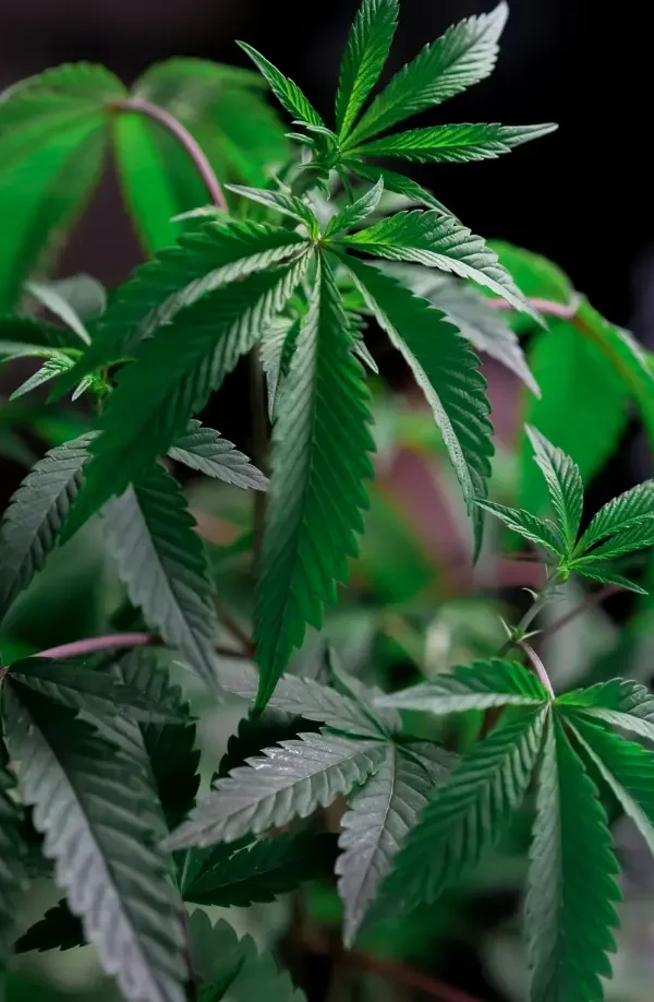 Tipos de Actividades Ofrecidas en gerona