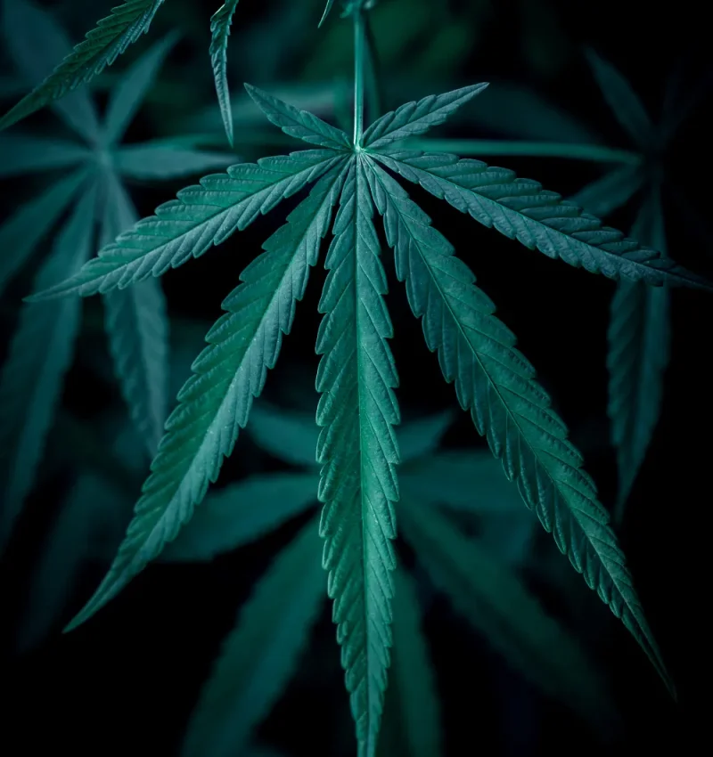 Ventajas de los Clubs Cannábicos en Gijón