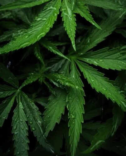 CANNABIS CLUBS AND ASSOCIATIONS IN MARBELLA