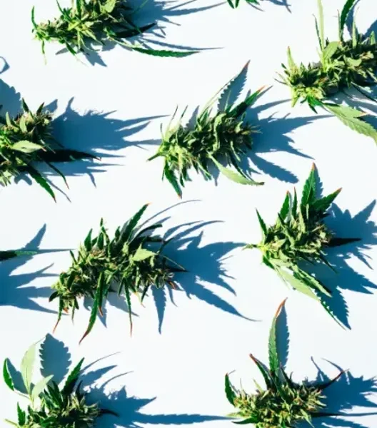 aso fumadores mallorca