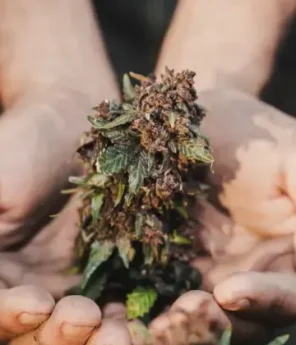 asociacion de cannabis en tenerife