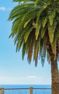 cannabis club in tenerife