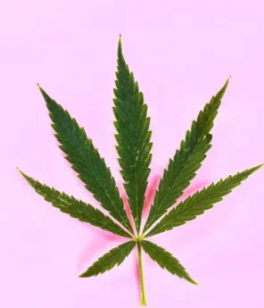 cannabis club tenerife