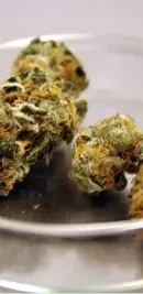 cannabis in catalonia