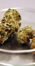 club cannabico cerca