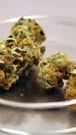 club cannabico cerca