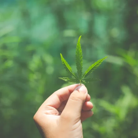hand-marijuana-leaves (1)