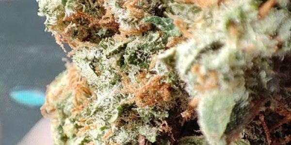 Efecto cbd Store