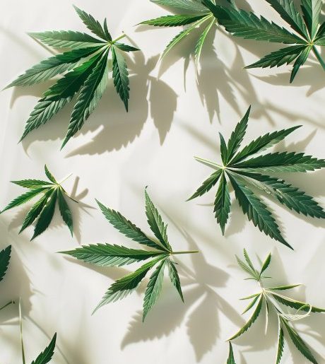 Clubs and associations of cannabis San Sebastián