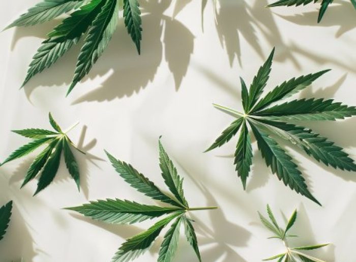 Clubs and associations of cannabis San Sebastián