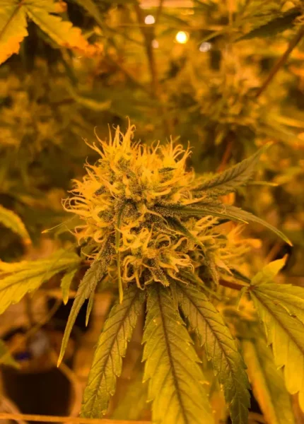 ¡Potencia tu Club Cannábico en La Rioja!