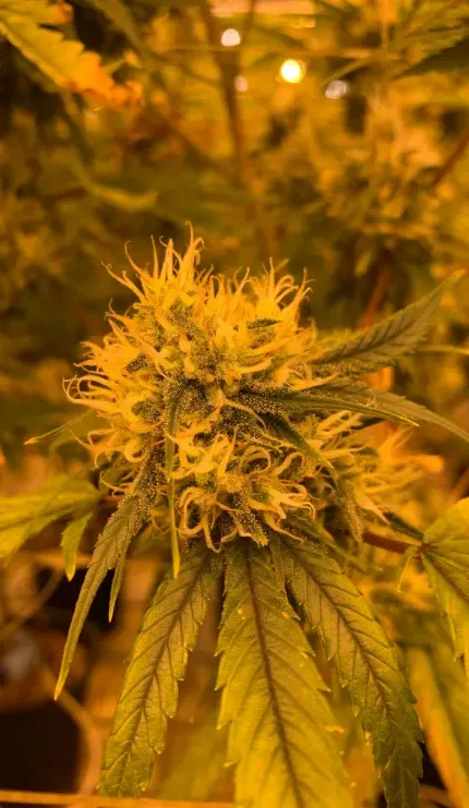 ¡Potencia tu Club Cannábico en La Rioja!